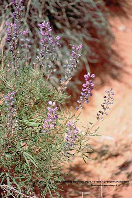 flore utah - crescent milkvetch ou astragale